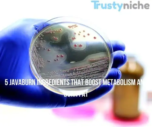 5 java burn coffee ingredients that boost metabolism and burn fat 4 Assortment of healthy foods like salmon, broccoli, and spices symbolizing energy and metabolism support.